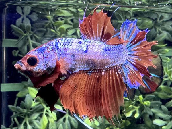 画像1: 【No134】クラウンテールプラカット　キャンディマーブル (1)