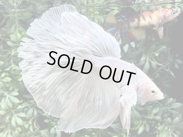 画像2: 【No124】ハーフムーン ダンボ　プラチナホワイト (2)