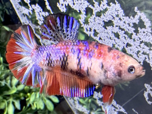 画像4: 【No153】プラカット　コイマーブル ♀個体 (4)