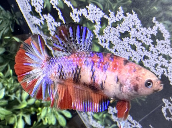 画像3: 【No153】プラカット　コイマーブル ♀個体 (3)