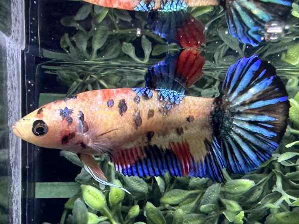 画像4: 【No159】プラカット　キャンディギャラクシー　 ♀個体 (4)