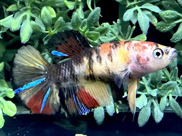 画像1: 【No158】プラカット  キャンディ♀個体 (1)