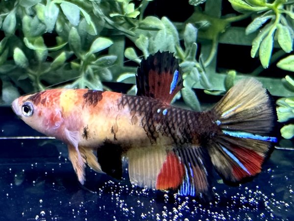 画像3: 【No158】プラカット  キャンディ♀個体 (3)