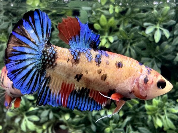 画像1: 【No159】プラカット　キャンディギャラクシー　 ♀個体 (1)