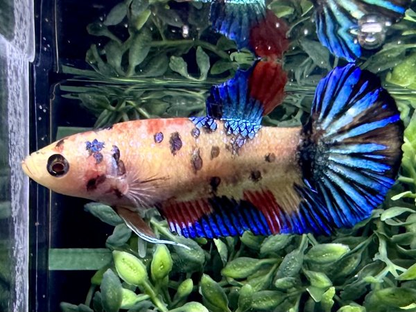 画像3: 【No159】プラカット　キャンディギャラクシー　 ♀個体 (3)