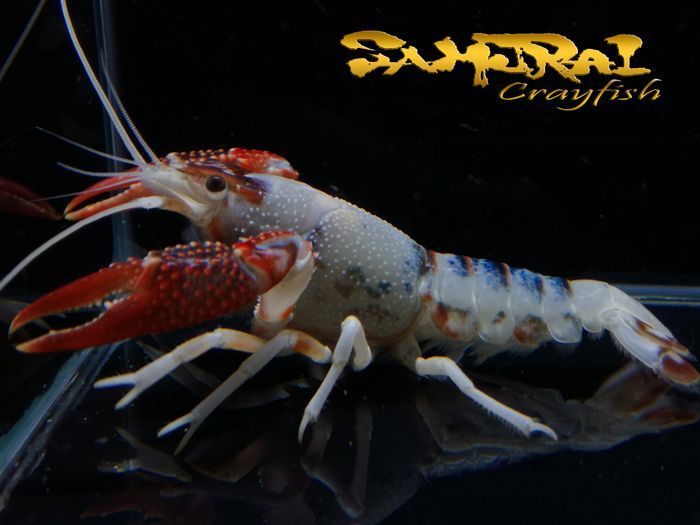 ◆◇【ＳＡＭＵＲＡＩ】 タイゴースト Red Fine Spot ♂個体 [DcZ-27]◇◆ ◇◇SAMURAI タイゴースト Red Fine Spot 稚ザリ 5匹セット