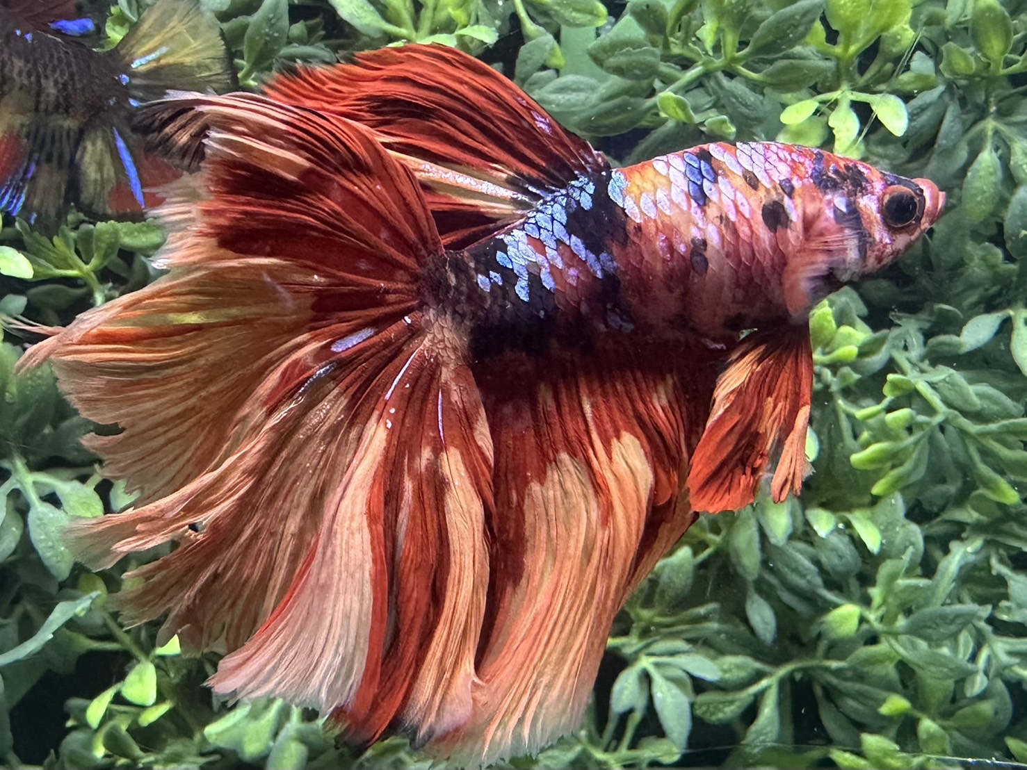 コンパクタとハーフムーンおまとめ アバターゴードンハーフムーン♂ | ベタ、メダカの通販・販売